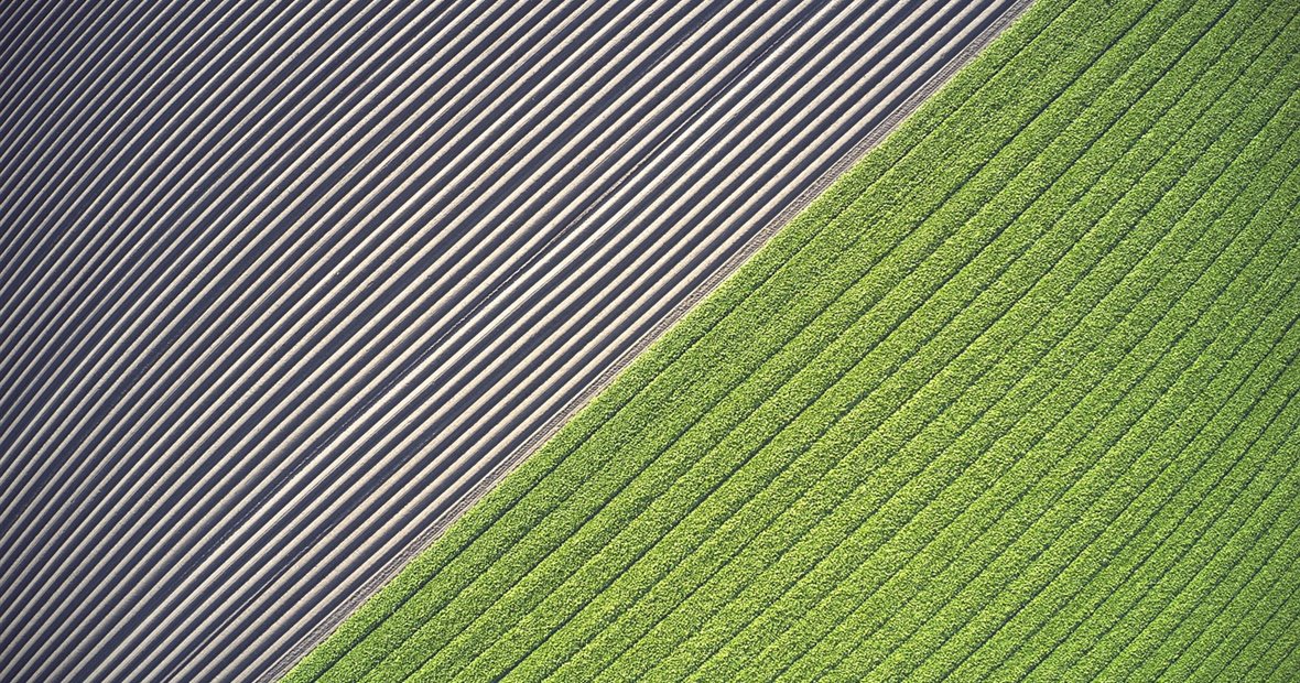 Farmland — cultivated crop fields